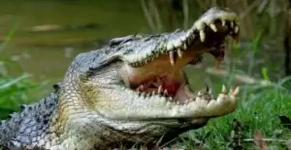 Tragic Crocodile Attack Claims Life of Woman in Odisha