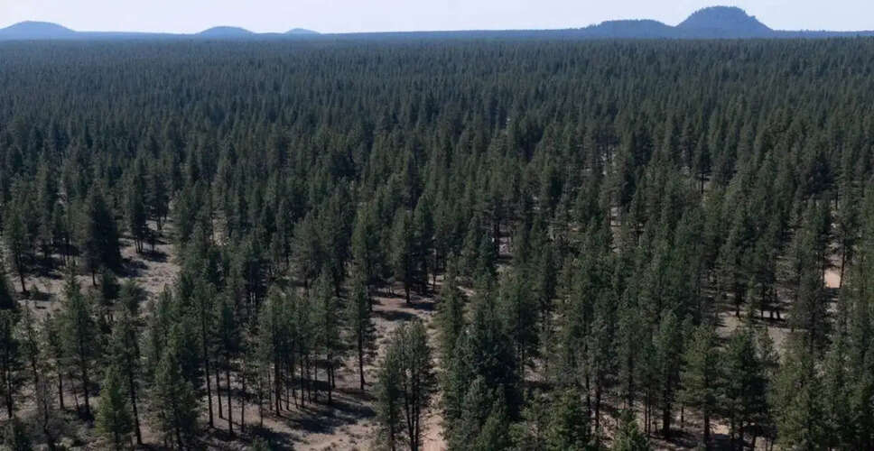 Trump Administration Restructures US Forest Service Amid Concerns