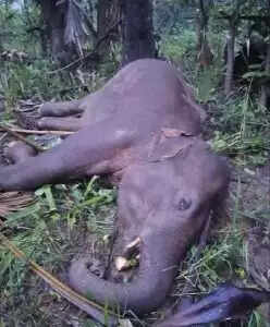 Tragic Incident: Six-Year-Old Elephant Electrocuted in Sambalpur