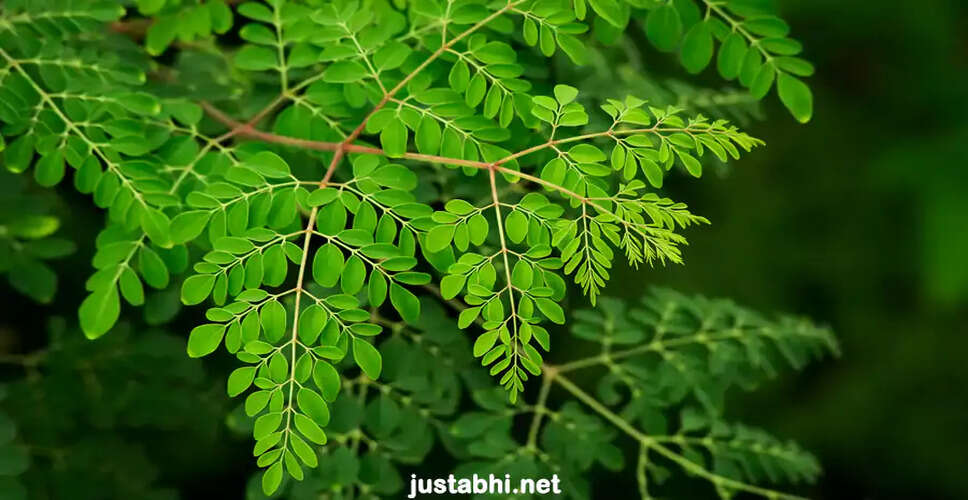 The Incredible Health Benefits of Moringa: Nature's Miracle Tree