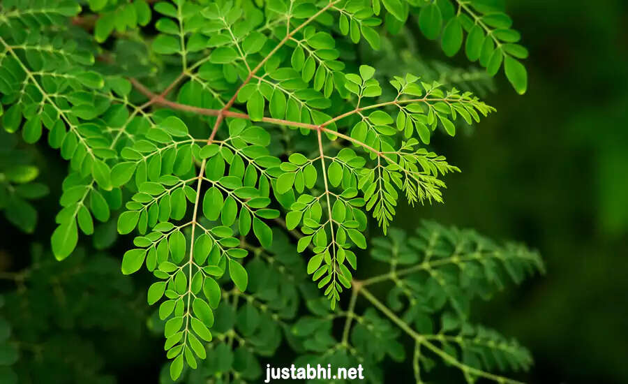 The Incredible Health Benefits of Moringa: Nature's Miracle Tree