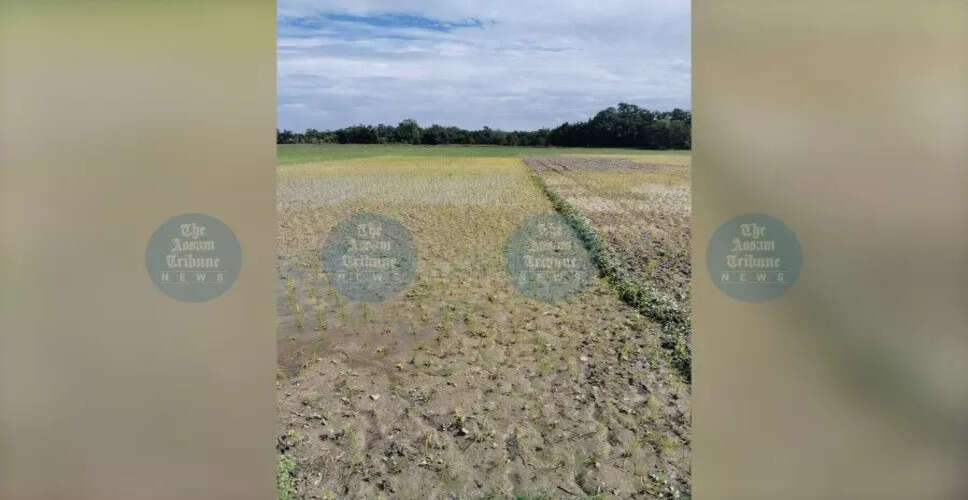 Drought Conditions Worsen in Tihu and Kaithalkuchi Regions