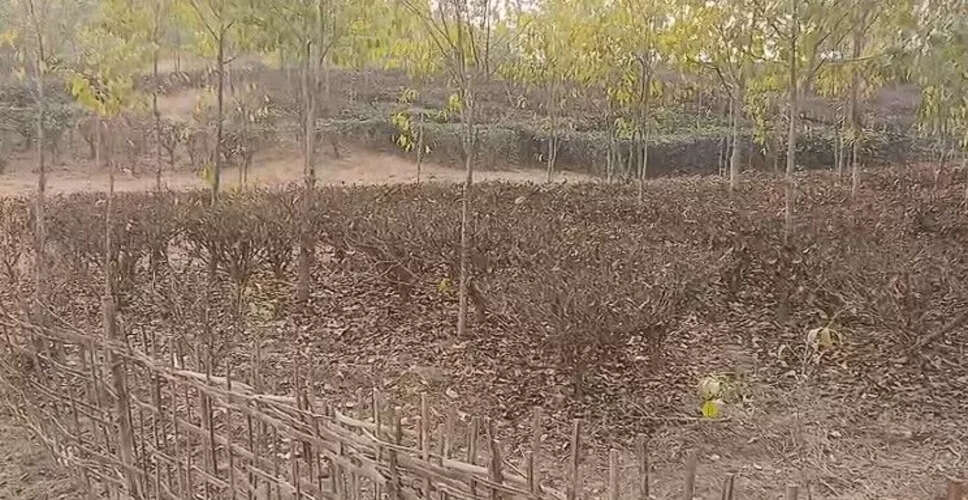 Tengani Tea Growers Face Crisis Amid Prolonged Drought