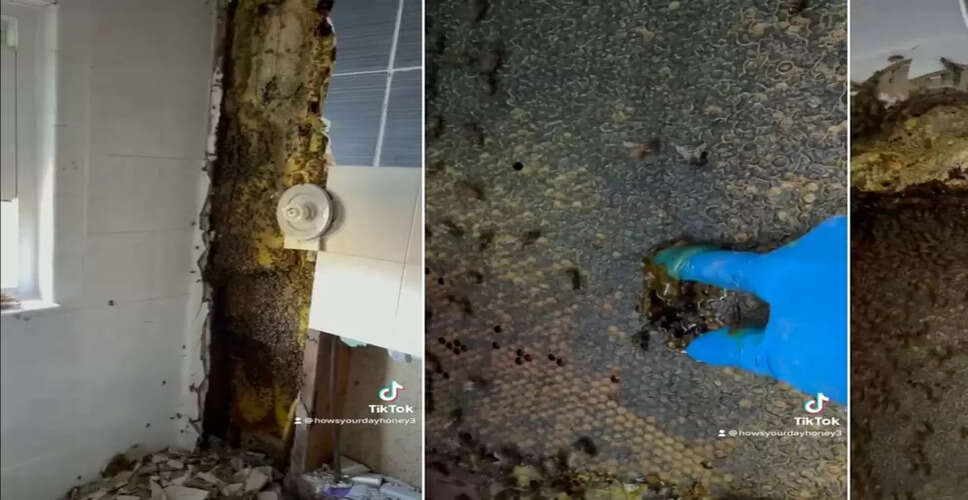 Surprising Discovery: Bee Nest Found Behind Bathroom Tile in Florida Home