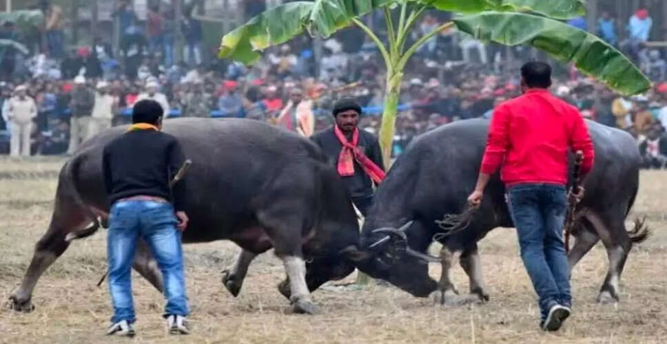 Assam's Traditional Buffalo Fight Likely to Return Next Year