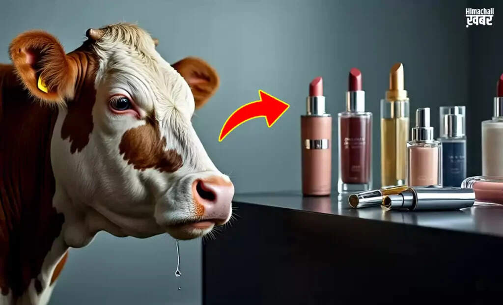 Understanding the Impact of Animal Slaughter in India