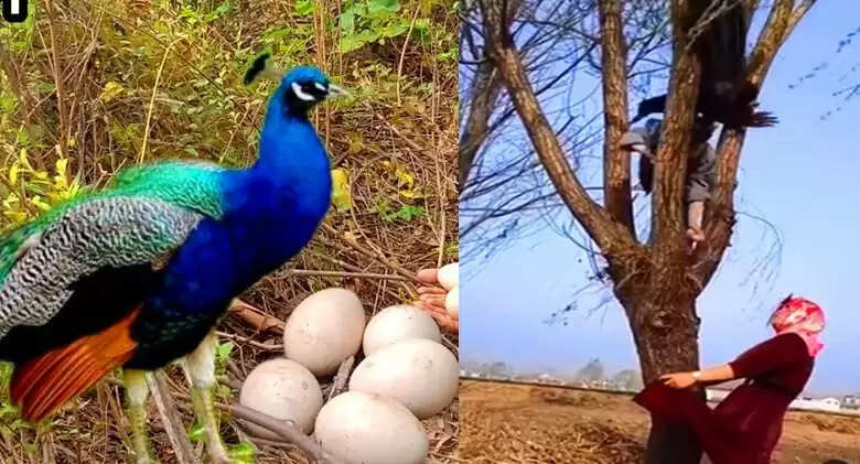 Mother Peacock Teaches a Lesson to Egg Thieves