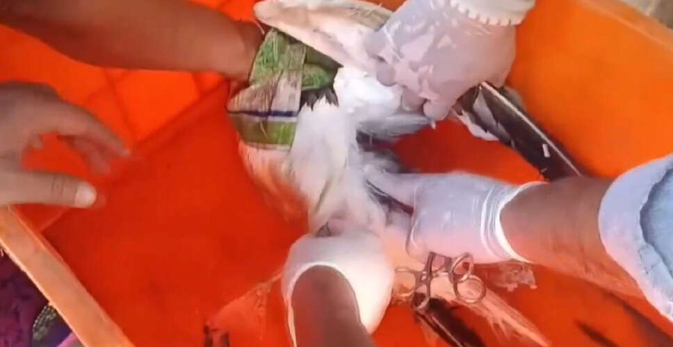 Suspicious GPS-Equipped Bird Found Near Indian Naval Base in Karnataka