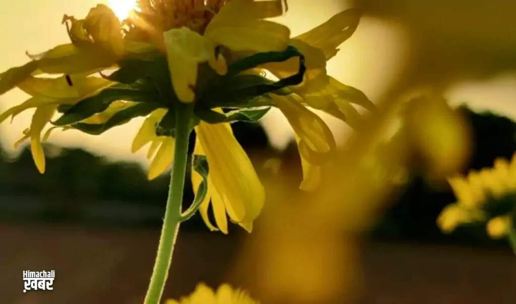 Exploring the Health Benefits of the Satyanashi Plant