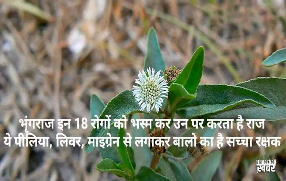 The Remarkable Benefits of Bhringraj: Nature's Healing Herb