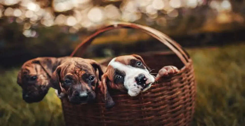 Pet Abandonment Rises Amid UAE Crisis Following Iranian Drone Strikes