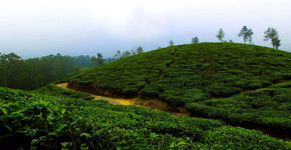 Impact of Middle East Conflict on Assam's Tea Industry