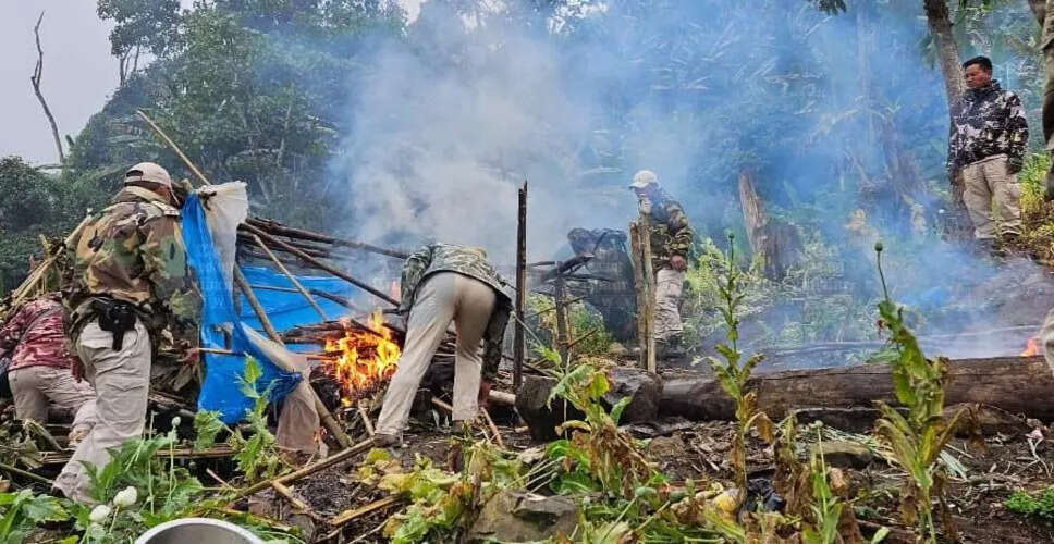 Major Anti-Drug Operation in Manipur Dismantles Illegal Poppy Farms