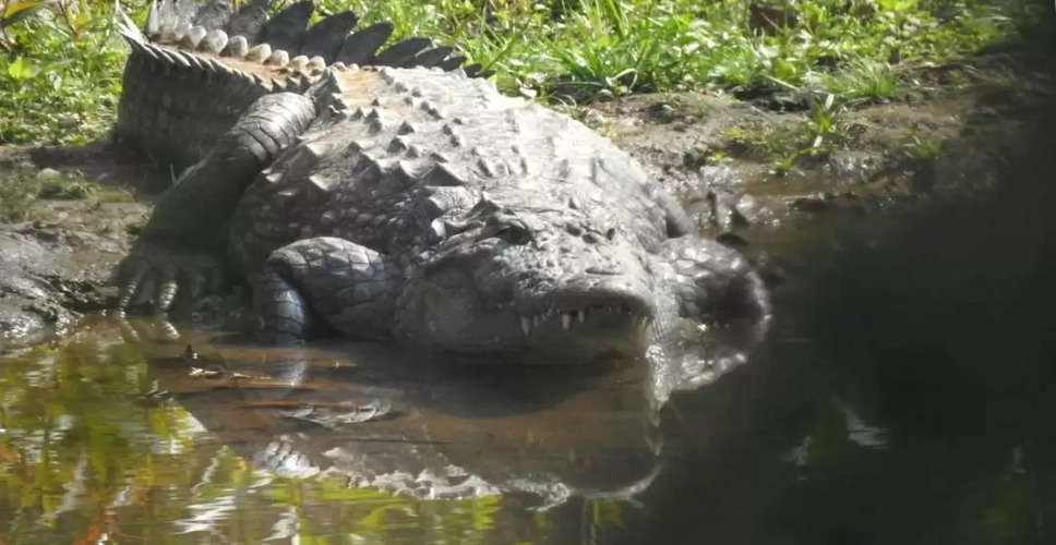 Australian teenager fights off monster crocodile attack