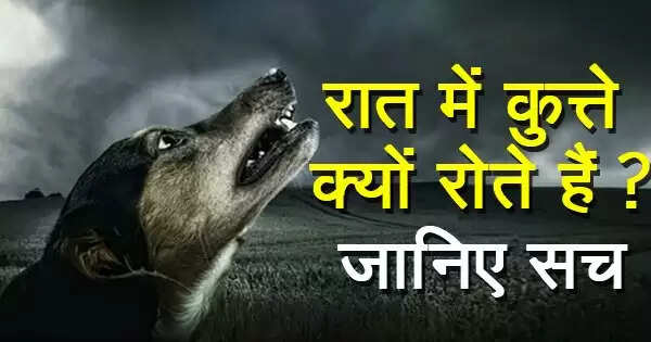 कुत्तों के रोने का रहस्य: क्या वे सच में भूत देख सकते हैं?