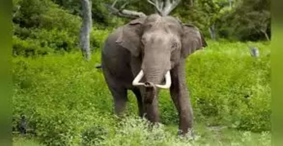 Tragic Encounter: Woman Killed by Elephant in Deogarh Village