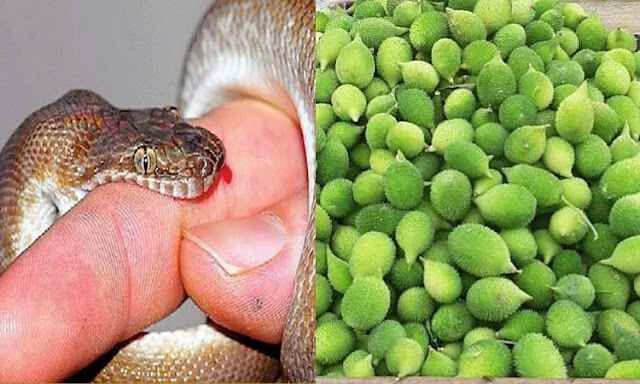 सांप के जहर से बचाव के लिए प्रभावी घरेलू उपाय