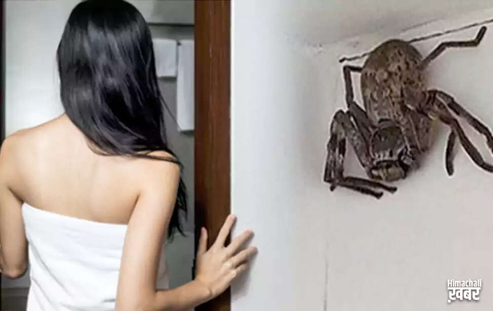 Giant Huntsman Spider Surprises Woman in Perth Bathroom