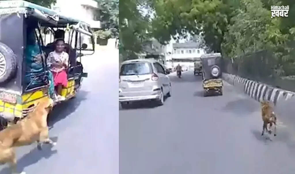 A Heartwarming Tale of a Street Dog's Loyalty in Agra