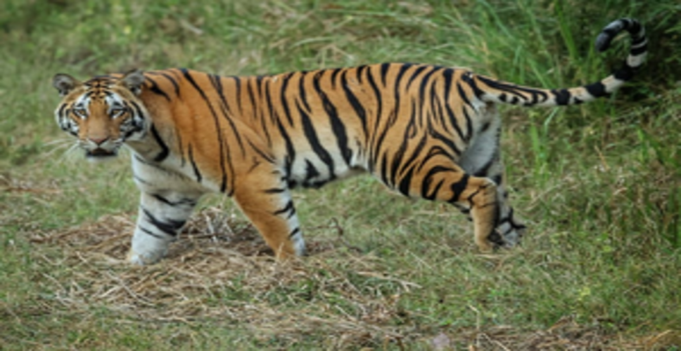 Terai Arc Landscape, critical habitats for tigers, gets UN World
 Restoration Flagship