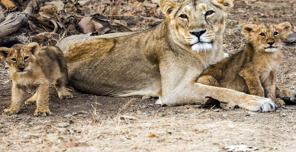 Wild Animal Attacks Student at Private University in Bhopal