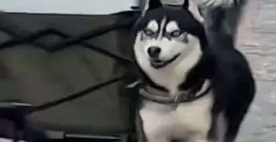 Mumbai Man Sentenced for Dog Bite Incident: A Case of Negligence?