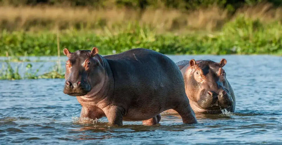 The Cocaine Hippos: A Growing Environmental Challenge in Colombia