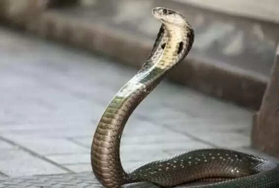 One-Year-Old Boy Bites Cobra to Death in Bihar