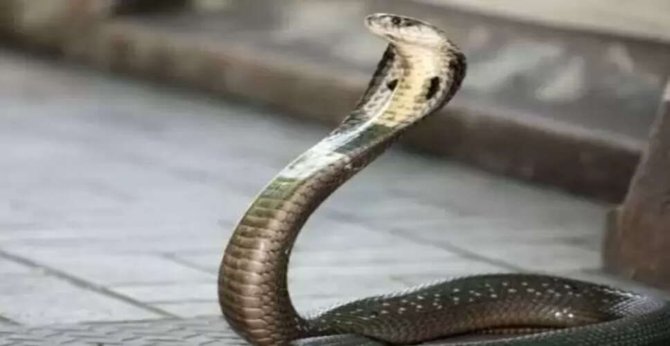 One-Year-Old Boy Bites Cobra to Death in Bihar