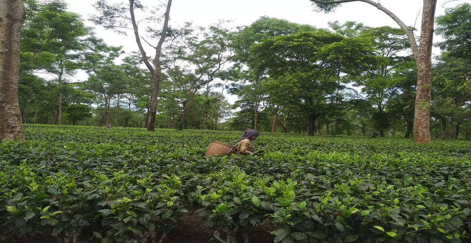 Assam Assembly Elections: Tea Community's Influence Takes Center Stage