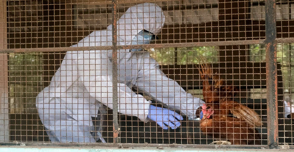 Uttar Pradesh Issues Bird Flu Alert Amid H5N1 Threat