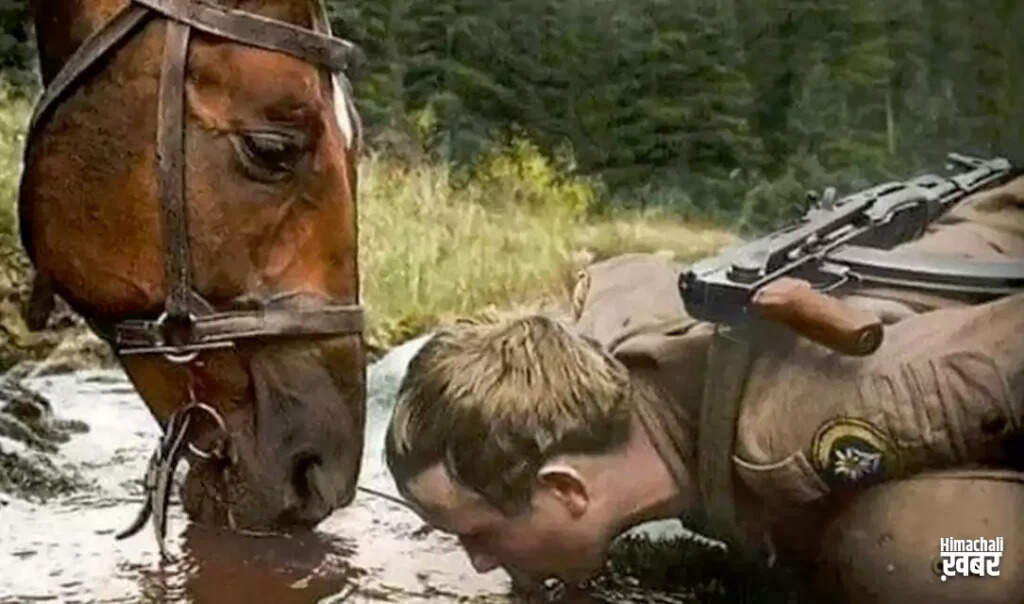 Wisdom from Nature: Life Lessons Inspired by Animals