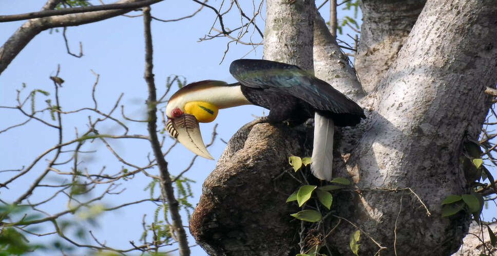 Rare Hornbill Sighting in Arunachal Pradesh Signals Ecological Improvement