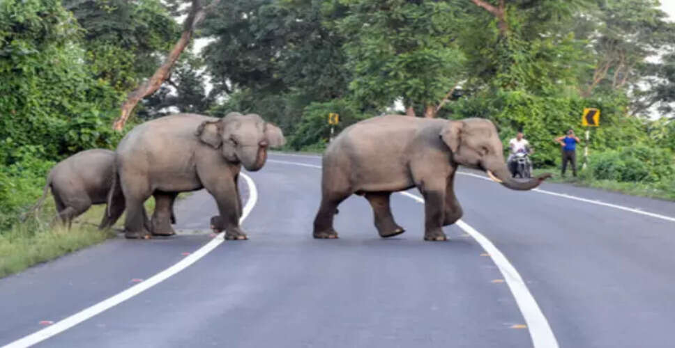 Kerala Government Promises Support After Fatal Elephant Attack in Wayanad