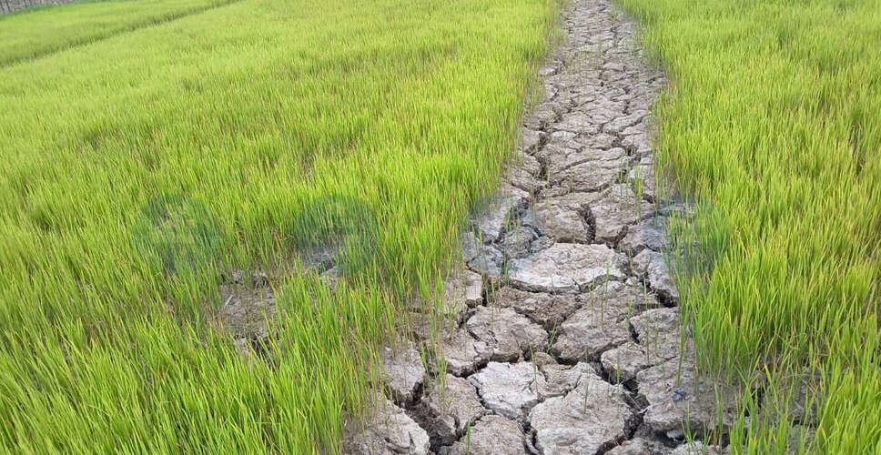 Severe Drought Threatens Agriculture in Jorhat-Golaghat Region