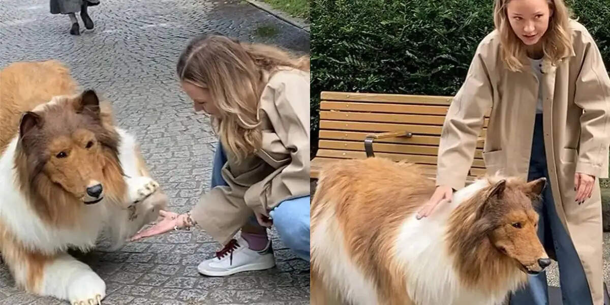 Japanese Man Spends Millions to Transform into a Dog, Now Aims to Become a Wolf