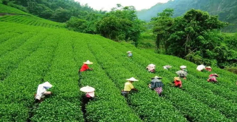 Discover India's Most Enchanting Tea Plantations