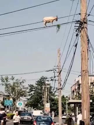 A Goat on a Wire? The Viral Sensation That Has Everyone Talking!