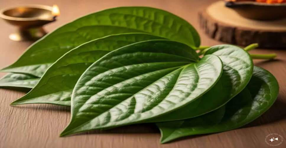 Exploring the Health Benefits of Betel Leaves in Traditional Remedies
