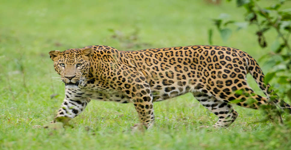 UP: Boy critically injured in leopard attack in Dudhwa forest