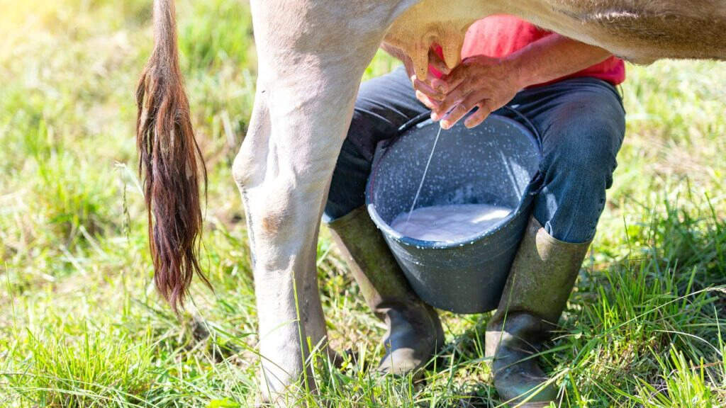 Boost Milk Production in Cattle During Winter with Simple Tips
