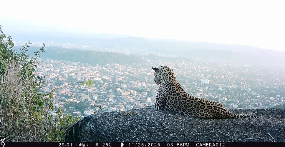 Guwahati Faces Rising Leopard Sightings Amid Urban Growth