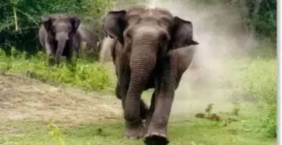 Tragic Encounter: Elephant Claims Life of Woman in Keonjhar