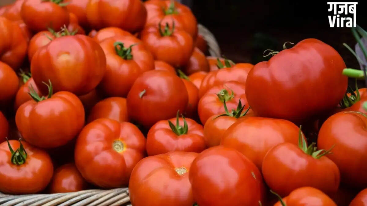 Effective Tips to Keep Tomatoes Fresh During Summer Heat