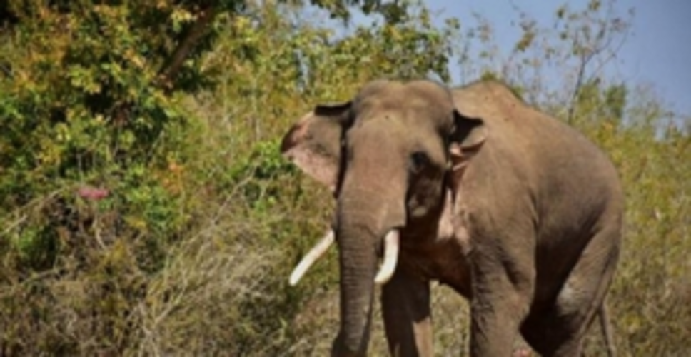 Wild elephant tramples woman to death in TN