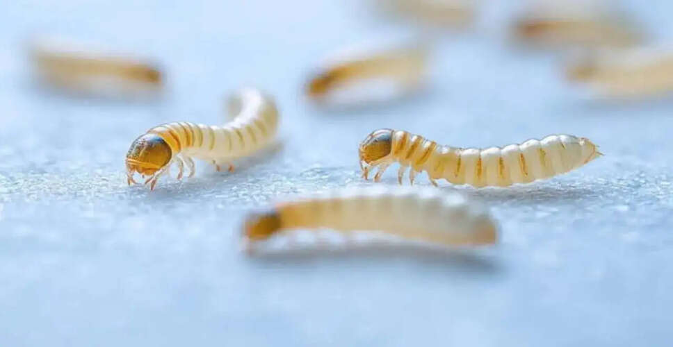 U.S. Authorities Intensify Measures Against New World Screwworm Outbreak
