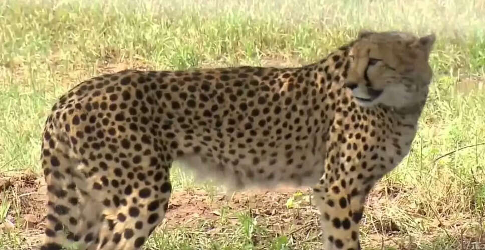 Tragic Loss: Cheetah Cub Dies Shortly After Release in Kuno National Park