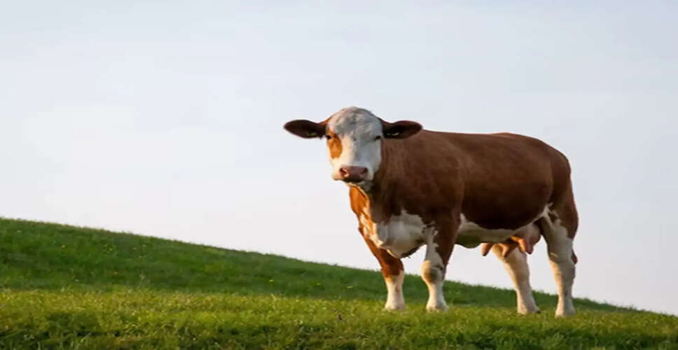 Understanding Auspicious Signs for a Positive Day Ahead