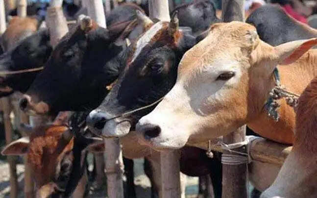 Odisha Police Launches Major Operation Against Cattle Smuggling
