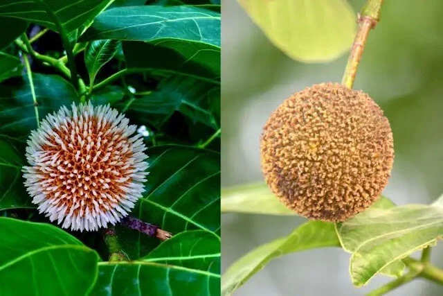 Discover the Health Benefits of Kadamba Fruit for Men